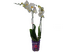 Орхидея