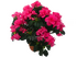 Азалия