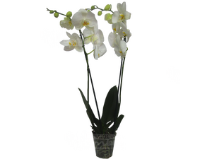 Орхидея